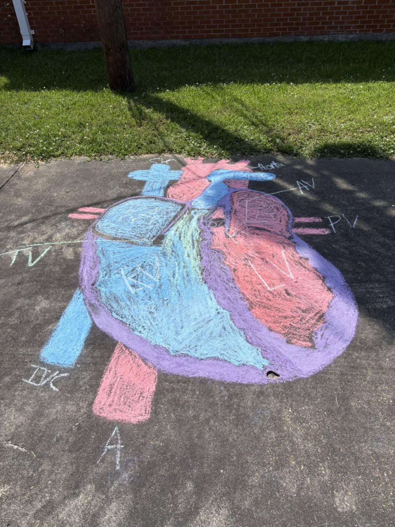 Cardiovascular System Drawings